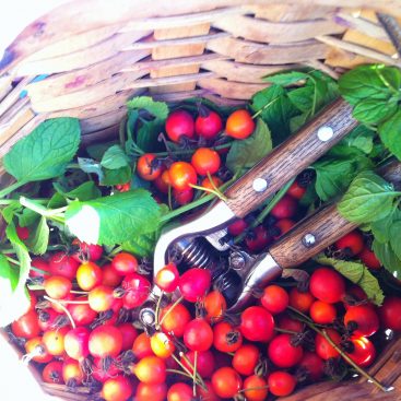 rosehips and mint